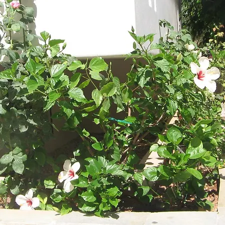 Aiolos Aparthotel Naousa (Paros)
