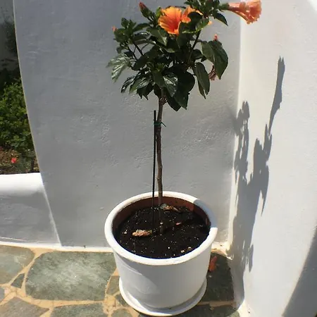 Aiolos * Naoussa